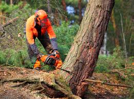 Professional  Tree Services in Necedah, WI